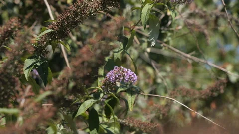 Butterfly on a flower Stock Footage 288902946