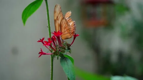 Butterfly on a Flower Stock Footage 293761134