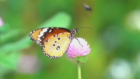 Butterfly on a flower 스톡 동영상 297605504