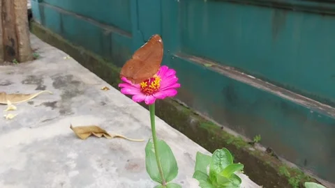 Butterfly on flower Stock Footage 301372751