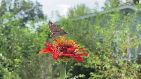Butterfly On A Flower Stock Footage 306319006