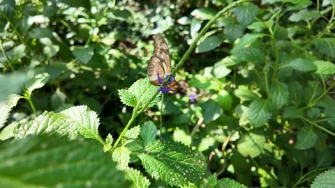 A butterfly on a flower Stock Footage 306393419
