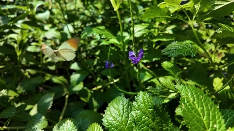 A butterfly on a flower Stock Footage 306395134