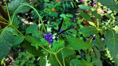 A butterfly on a flower Stock Footage 306402260