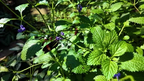A butterfly on a flower Stock Footage 306402295