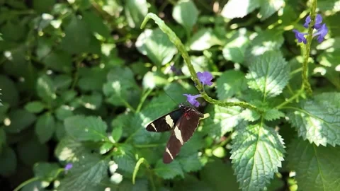 A butterfly on a flower Stock Footage 306403796