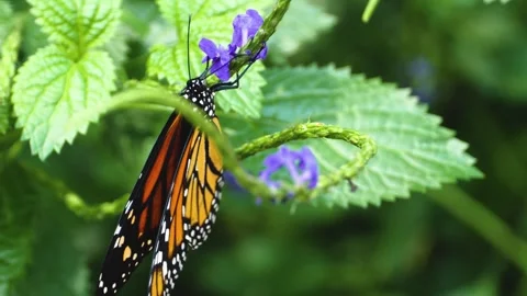 A butterfly on a flower  Video stock 309145667