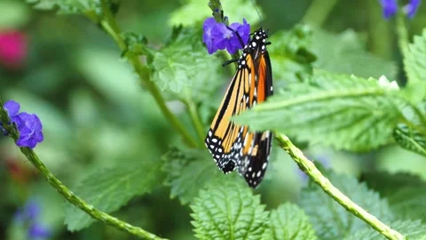 A butterfly on a flower  Stock Footage 309145701