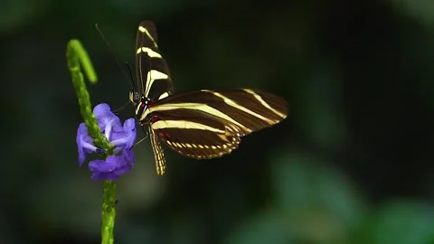 A butterfly on a flower  Stock Footage 309188357