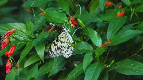 A butterfly on a flower  Stock Footage 309188407