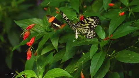 A butterfly on a flower  Stock Footage 309188474