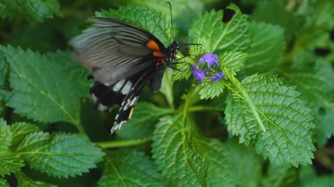 A butterfly on a flower  Stock Footage 309190254