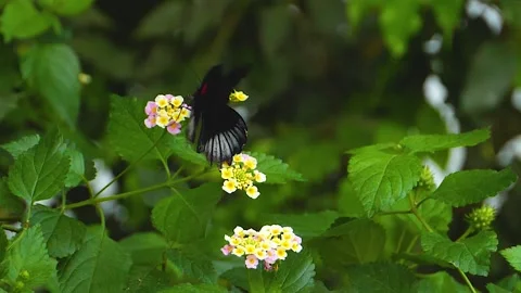 A butterfly on a flower  Stock Footage 309190376