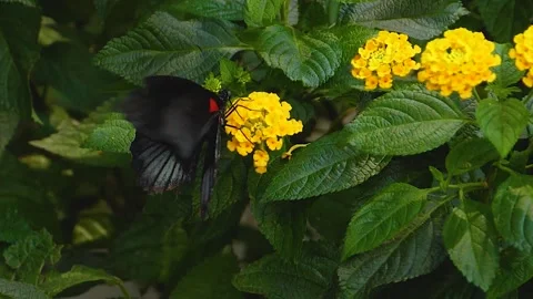 A butterfly on a flower  Stock Footage 309190499