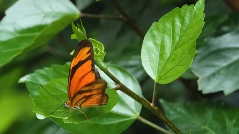 A butterfly on a flower  Stock Footage 309196789