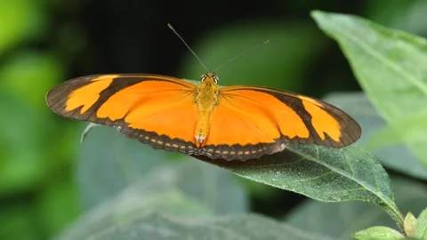 A butterfly on a flower  Stock Footage 309196812
