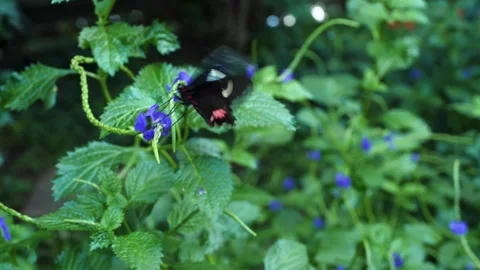 A butterfly on a flower  Stock Footage 309196978