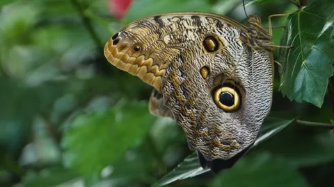 A butterfly on a flower  Stock Footage 309197037