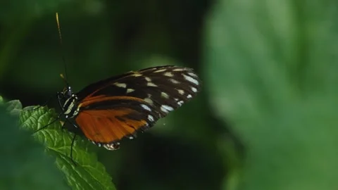 A butterfly on a flower  Stock Footage 309197042