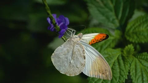 A butterfly on a flower  Stock Footage 309197045