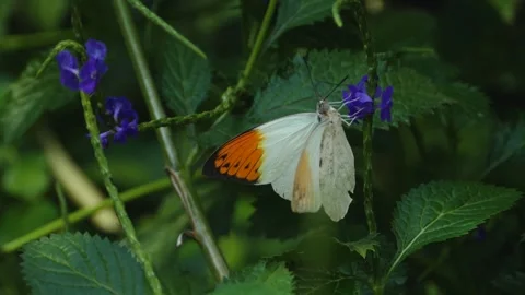 A butterfly on a flower  Stock Footage 309197078