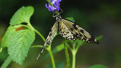 A butterfly on a flower  Stock Footage 309197176
