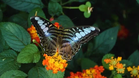 A butterfly on a flower  Stock Footage 309204175