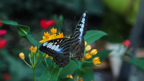 A butterfly on a flower  Stock Footage 309204266
