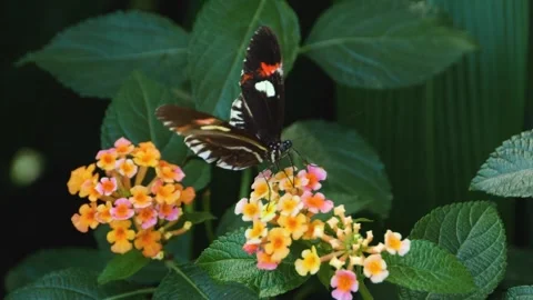 A butterfly on a flower  Stock Footage 309205201