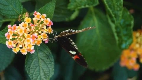 A butterfly on a flower  Stock Footage 309205366