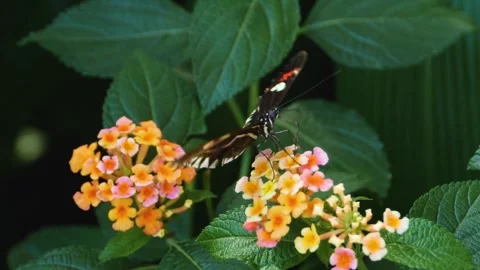 A butterfly on a flower  Stock Footage 309206636