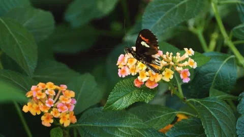 A butterfly on a flower  Stock Footage 309207297