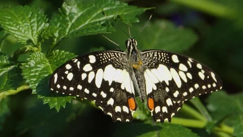 A butterfly on a flower  Stock Footage 309340317
