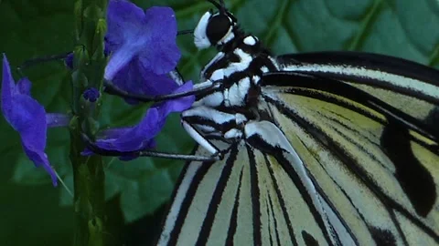 A butterfly on a flower  Stock Footage 309340350