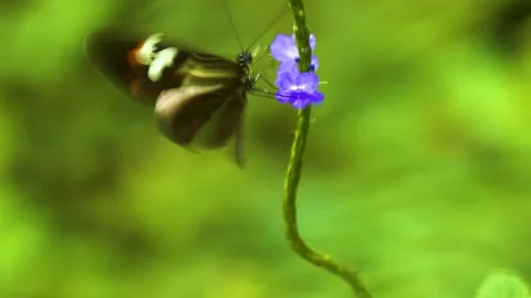 A butterfly on a flower  Stock Footage 310004004