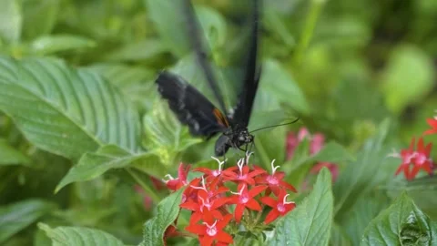 A butterfly on a flower  Stock Footage 310005691