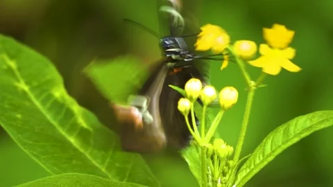 A butterfly on a flower  Stock Footage 310005829