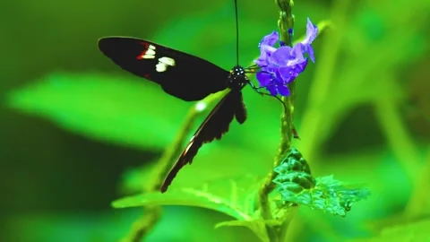 A butterfly on a flower  Stock Footage 310144225