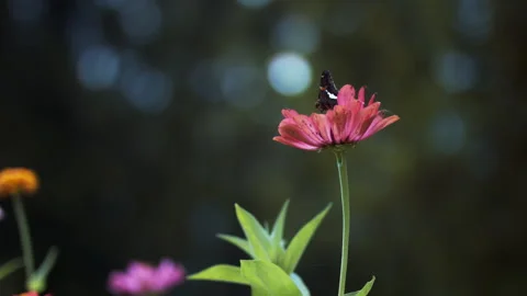 Butterfly on Flower Stock Footage 320507070