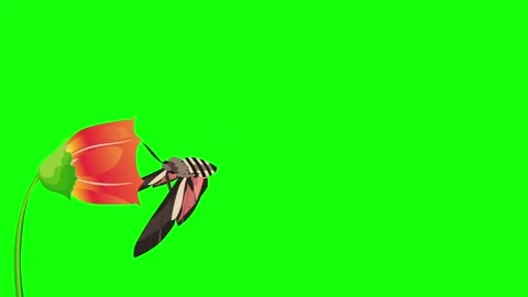 Butterfly flower Stock Footage 326923670