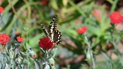 Butterfly on a flower Stock Footage 334930409