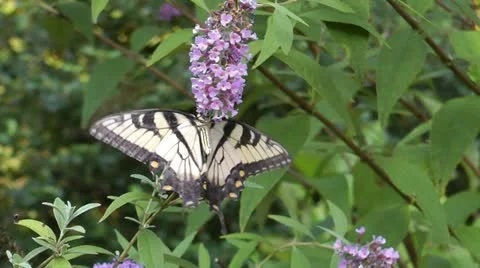 Butterfly in flower garden Stock Footage 12169870