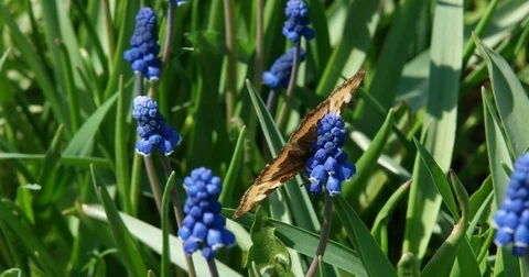 Butterfly on a flower in the garden. Stock Footage 75867751