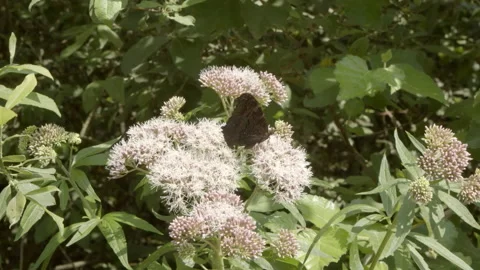 Butterfly on flower in nature Stock Footage 159480103