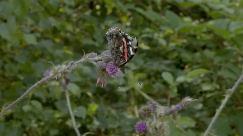 Butterfly on flower in nature Stock Footage 159480334