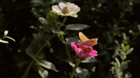Butterfly on a flower in the Park drinking nectar Video stock 118202879