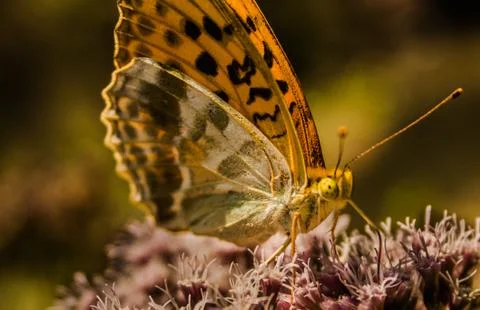 Butterfly on a flower Stock Photos