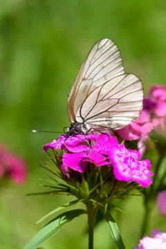 Butterfly on a flower Stock Photos