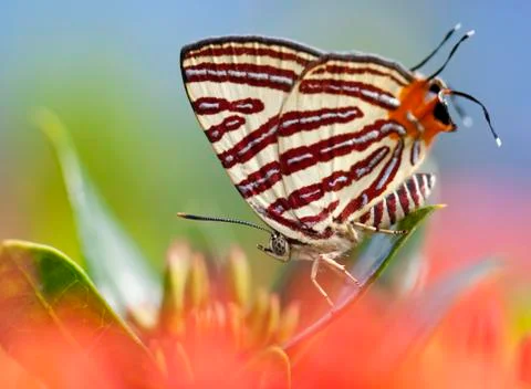 Butterfly on a flower Stock Photos