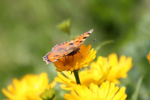 Butterfly on flower Stock Photos